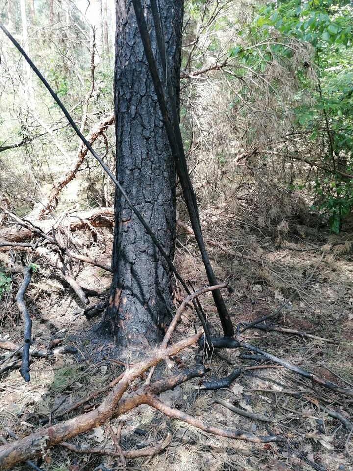 Beste mensen, let op voor brandgevaar in de bossen...